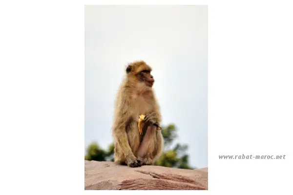 Le vrai roi du zoo de Rabat Le macaque de Barbarie- Vit à l'état sauvage au Maroc, à Gibraltar de manière artificielle.