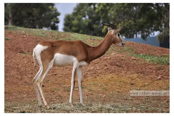 Gazelle Dorcas La Gazelle Dorcas plus petit bovidé saharien - statut UICN : vulnérable.