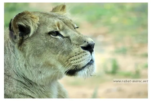 Lionne de l'Atlas Lion de L'Atlas femelle- Après avoir été envisagée, sa réintroduction dans le milieu naturel du Maroc a été abandonnée.