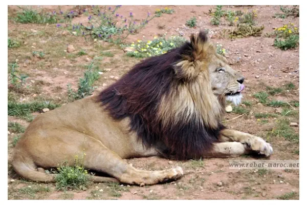 Lion de l'Atals mâle. Il se reproduit bien en captivité- Actuellement 27 lions vivent au zoo de Rabat.