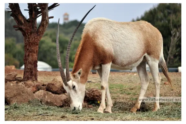 L'Oryx Algazelle L'Oryx Algazelle vivait dans les steppes et désert du Sahara- L'espèce est désormais éteinte à l'état sauvage.
