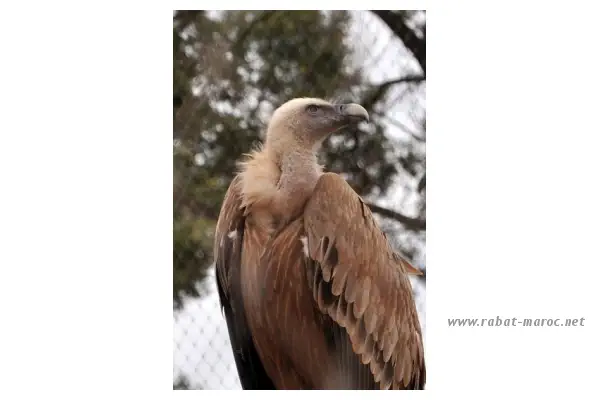 Le Vautour fauve La tête du vautour est dotée d'un fin duvet qui lui permet ainsi de fouiller plus facilement dans les carcasses.