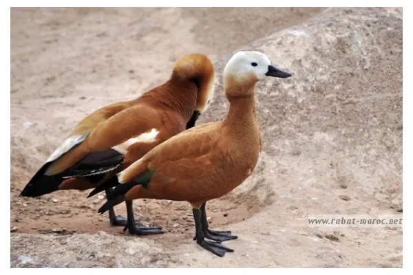 Le Tadorne Casarca. Les oiseaux de cette espèce vivant au Maroc sont menacés par la chasse.