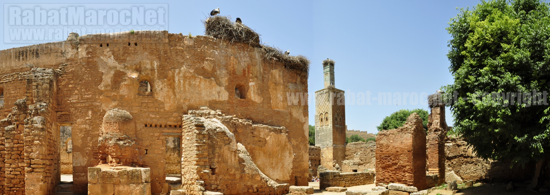 chellah cigognes minaret 2