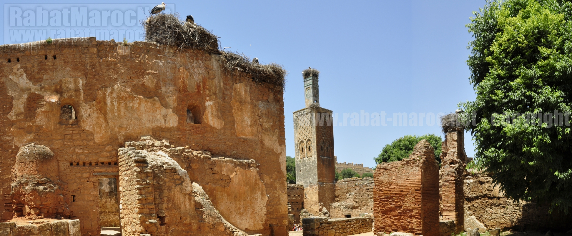 chellah cigognes minaret