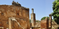 chellah cigognes minaret